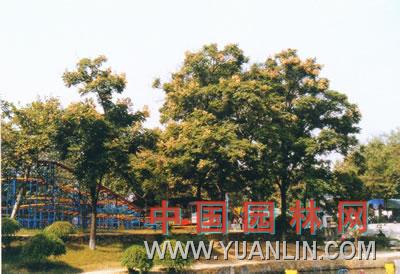 復羽葉欒樹(shù)