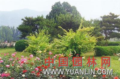 金葉無(wú)毛風(fēng)箱果