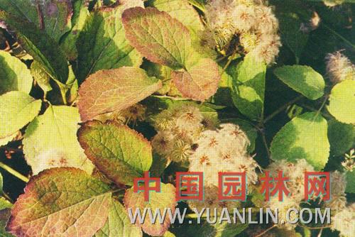 大葉鐵線(xiàn)蓮