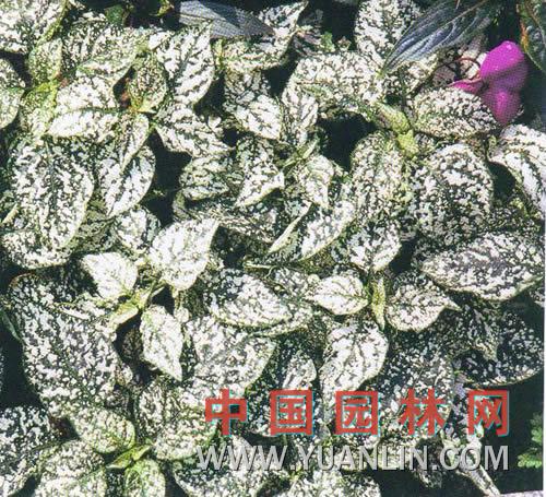白點(diǎn)嫣紅蔓