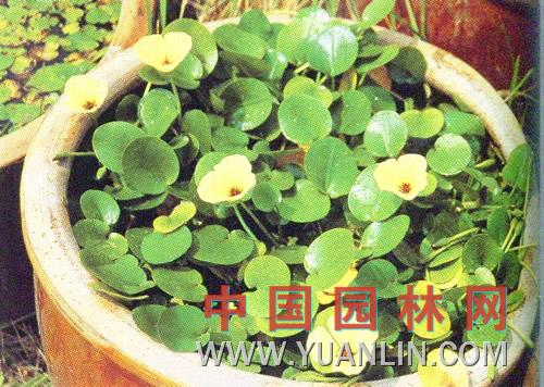 水罌粟