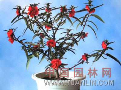 夜落金錢(qián)