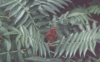 火炬樹(shù)