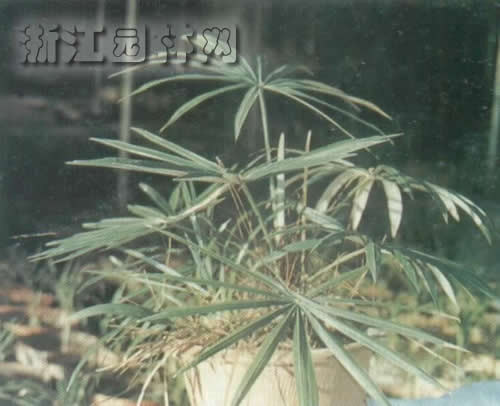 石山棕