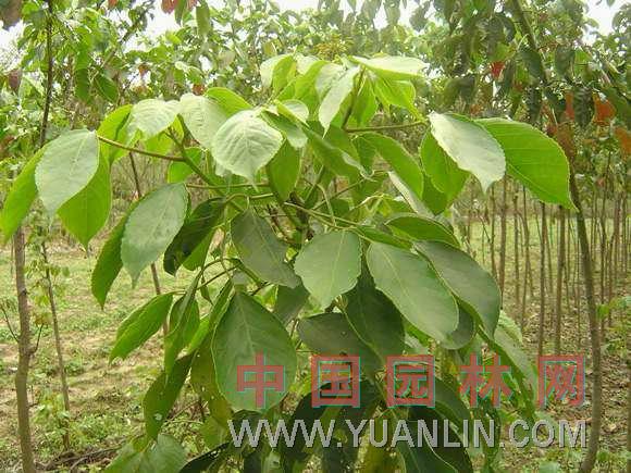 常綠重陽(yáng)木