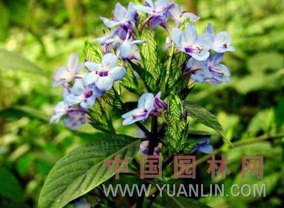可愛(ài)花