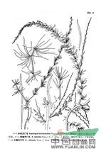 多刺天門(mén)冬